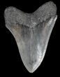 Nice Megalodon Tooth - South Carolina #35963-2